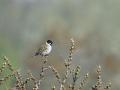 12-DSC08134-Rietgors_