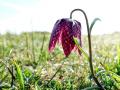 15-DSC08108-Kievitsbloem_