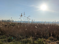PXL_20250412_063350061