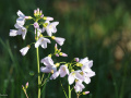 Pinksterbloem_214982