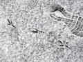 04-DSC09323-