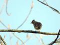 15-DSC09584-.
