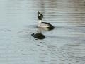 17-DSC09594-