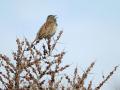 25-DSC09755-