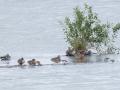 20241020_0Q2A6973-Bonte-Strandlopers-Watersnippen-Wintertalingen