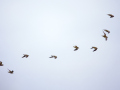 2024-10-20-MarkerWadden-Goudplevieren