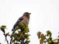 06-DSC09041-Vink.