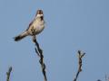 07-DSC01088-