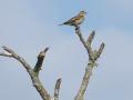 13-DSC01237-