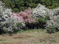 15-DSC01359-