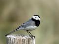26-DSC01490-