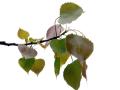 28-DSC01693-