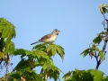 006 DSC00043 Grasmus.