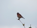 016 DSC00396 Kneu.