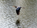 019 DSC00069 Blauwe Reiger.