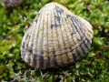 Kalkcitroenkorst-op-kokkelschelp