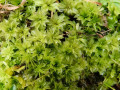 Rozetmos-Rhodobryum-roseum-WRN-AVD05012-3