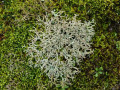 Vals-rendiermos-Cladonia-rangiformis-AVD05011-1