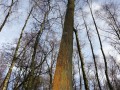 18-DSC05801-RoodmosMoerasbos-Eiland-van-Rolvers.