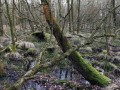 21-DSC05813-Moerasbos-Eiland-van-Rolvers.