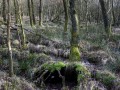 23-DSC05814-Moerasbos-Eiland-van-Rolvers.
