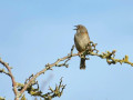 11a-DSC02603-