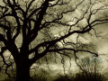 22-DSC02392-