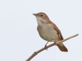 Nachtegaal_215185