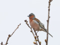 Vink_215153