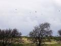 11-DSC02679-