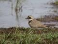 13-DSC04093-