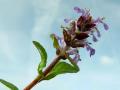 23-DSC02942-