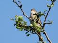 24-DSC03517-
