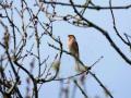 26-DSC02979-