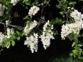 27-DSC03562-
