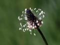 29-DSC03009-