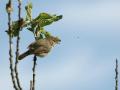32-DSC01763-