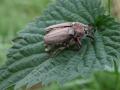 35-DSC03606-