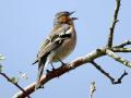 36-DSC04142-
