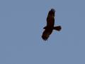 38-DSC03998-