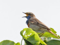 Blauwstaart_214122