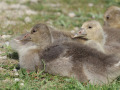 Grauwe-gans_213443