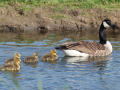 Grote-Canadese-gans_213378