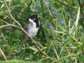 Rietgors_214095