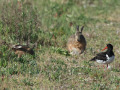 Scholekster_212785