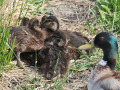 Wilde-eenden_214005