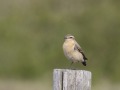 Tapuit_207253