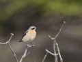 Tapuit_207260