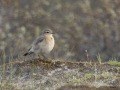 Tapuit_207267