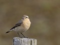 Tapuit_207317